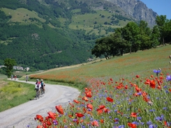 Cyclo club sur la route parmis les fleurs
